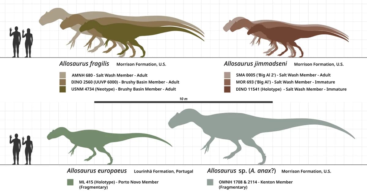 Allosaurus size comparison