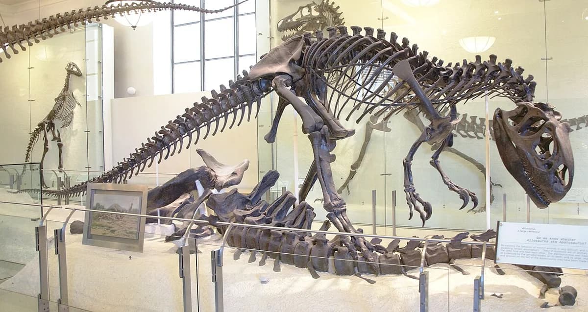 AMNH Allosaurus