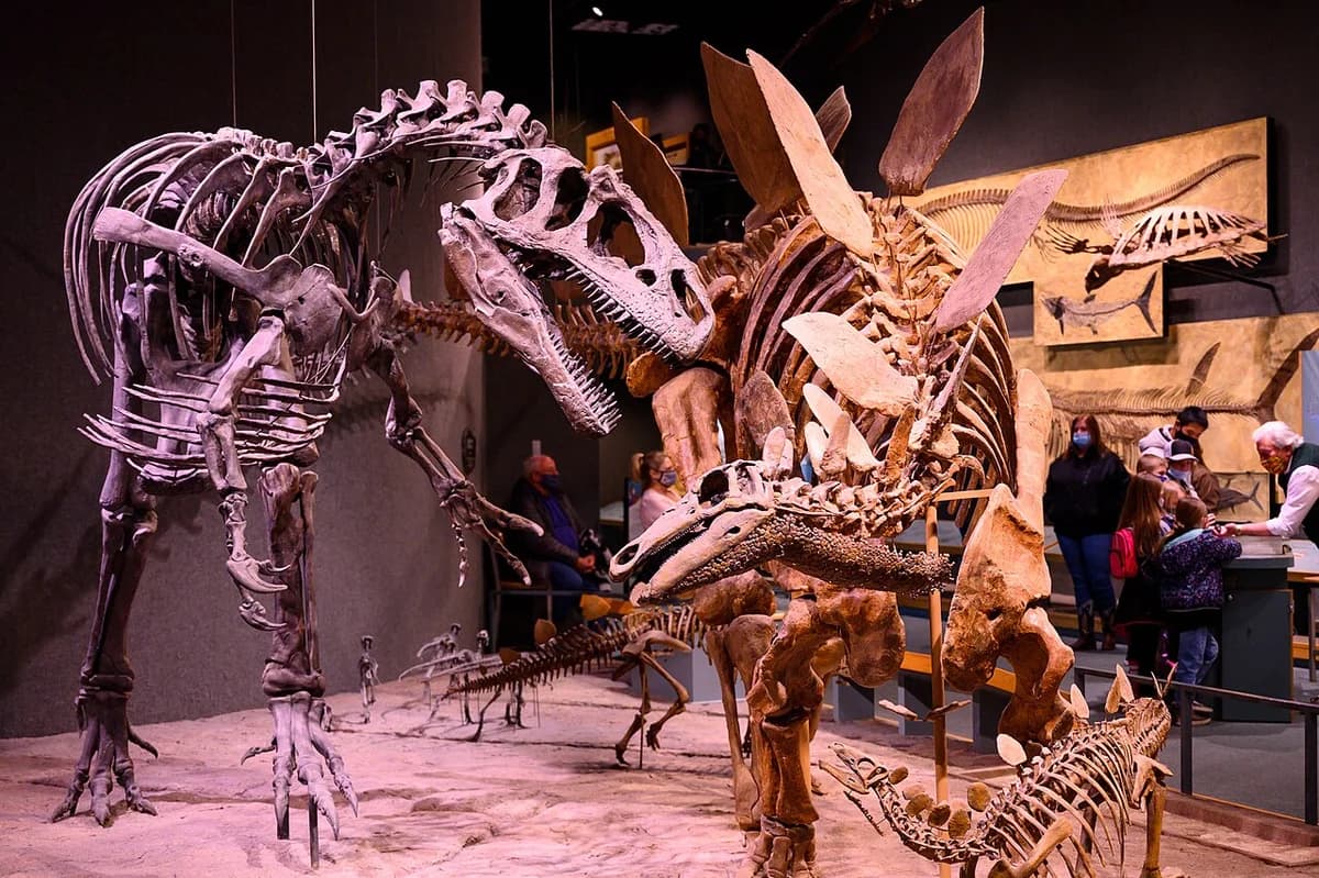 Denver Museum new Allosaurus skull vs Stegosaurus