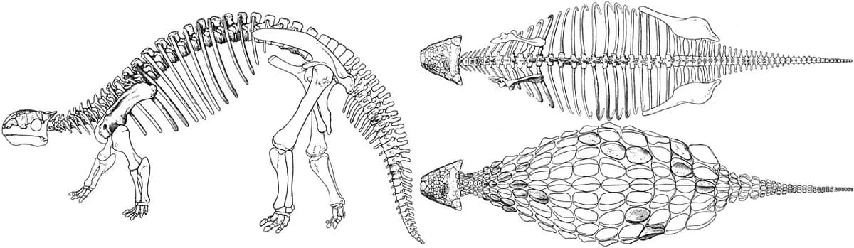 Ankylosaurus