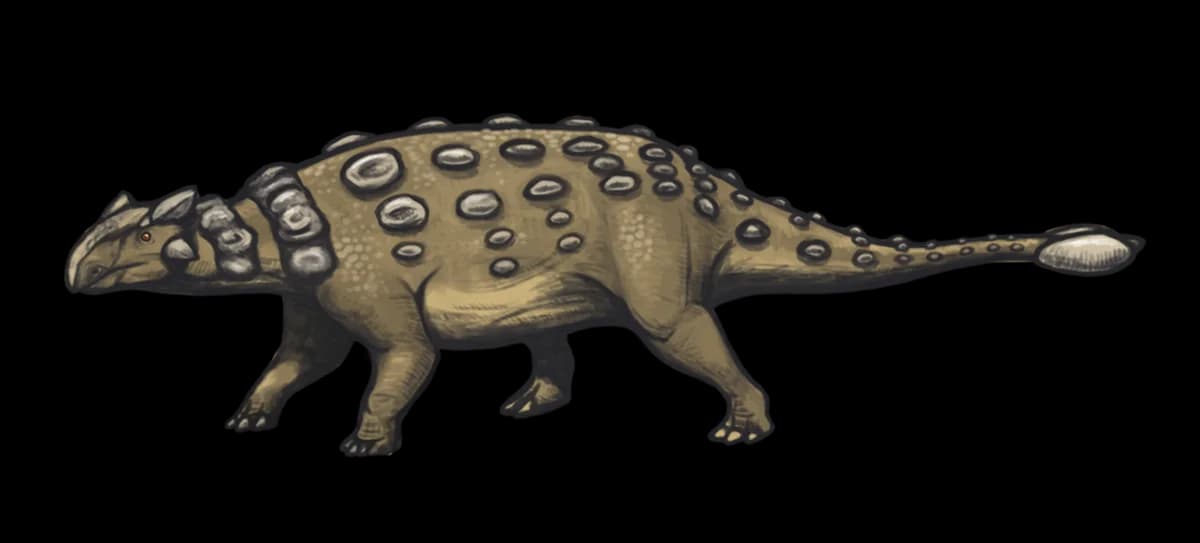 Ankylosaurus magniventris reconstruction