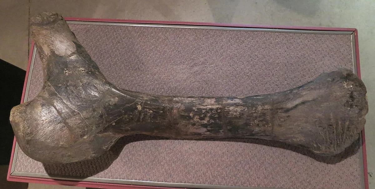 Apatosaurus ischium Dinosaur Journey Museum
