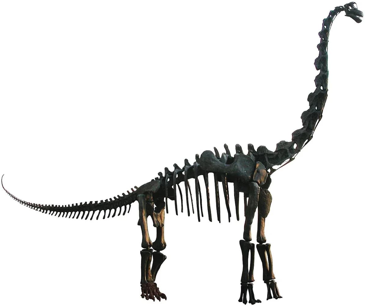 Brachiosaurus mount