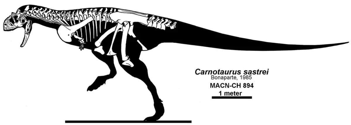 Carnotaurus reconstruction Headden