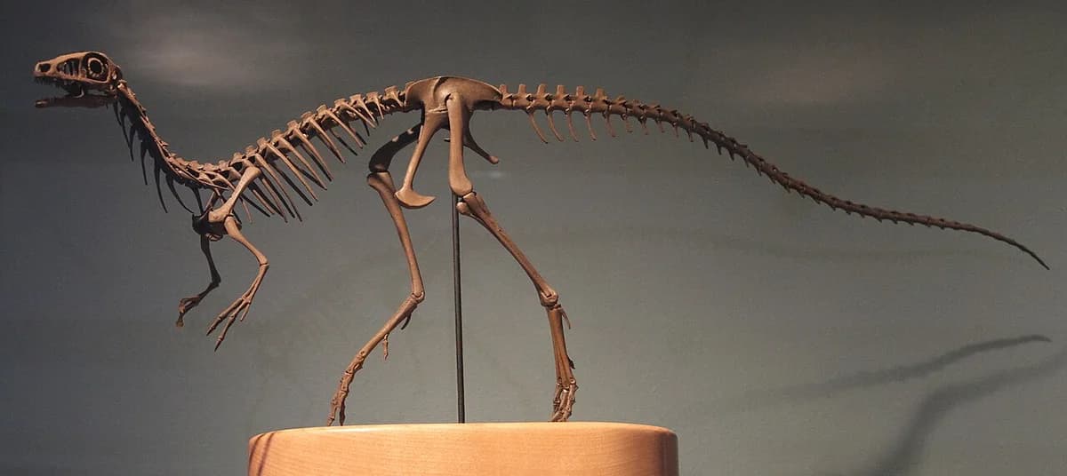 Compsognathus Philadelphia