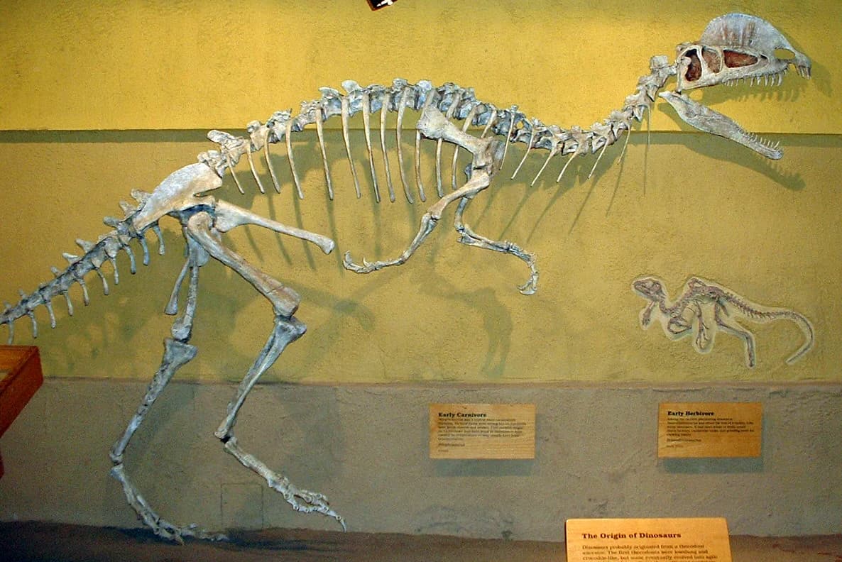 Dilophosaurus skeleton RTMoP