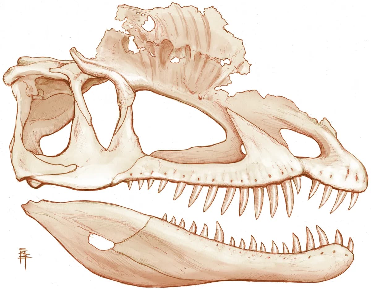 Dilophosaurus cranial reconstruction