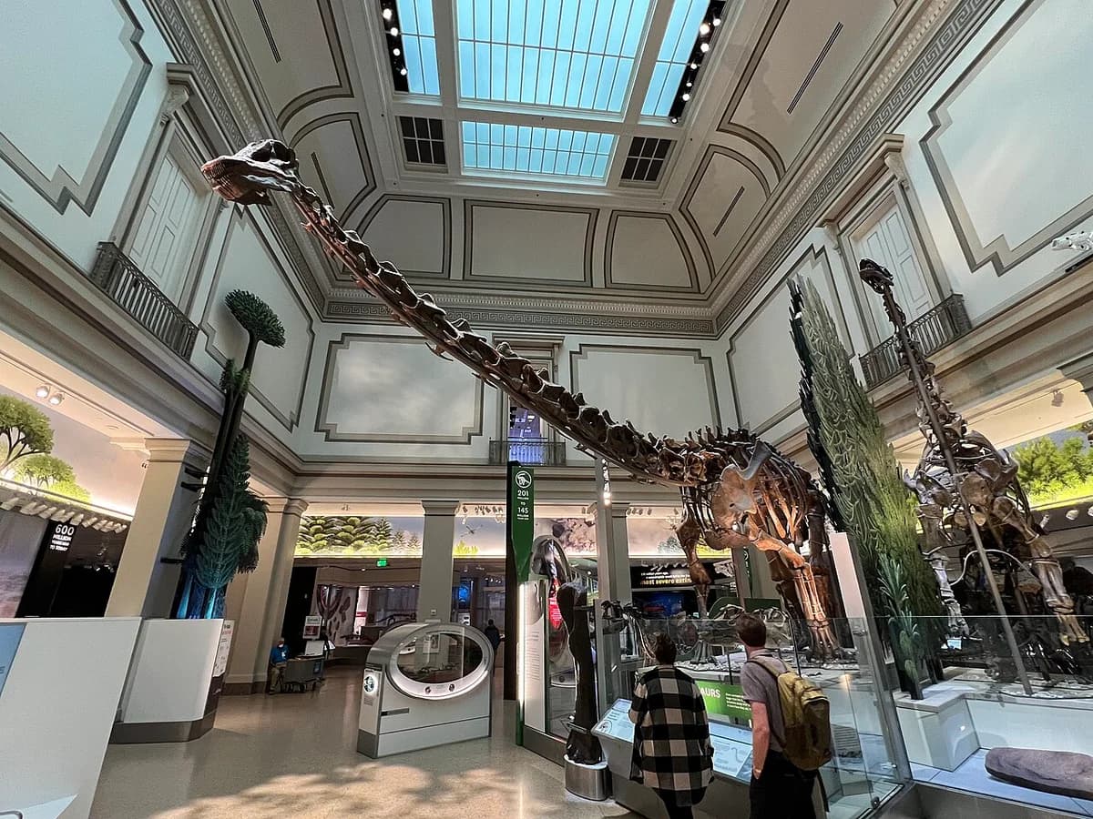 Diplodocus at the Smithsonian Museum