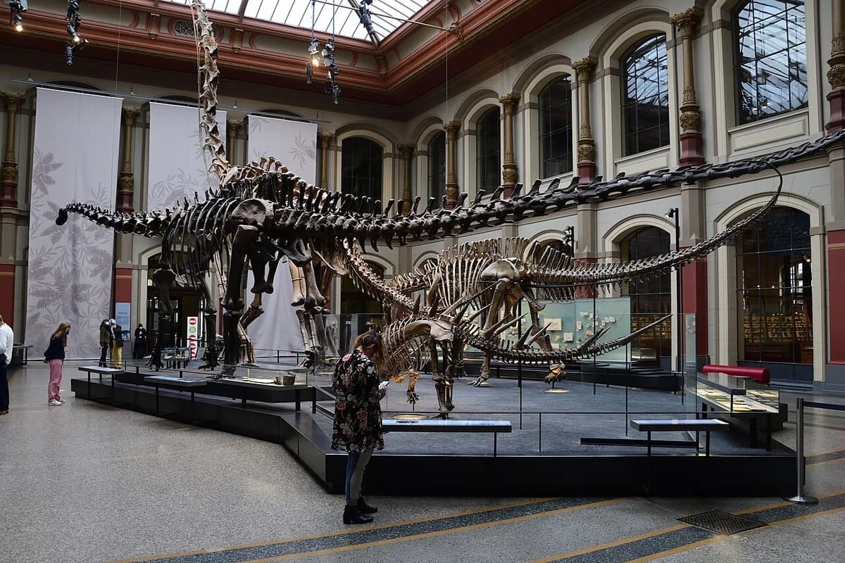 Diplodocus Carnegii skeleton in Museum für Naturkunde Berlin 0864