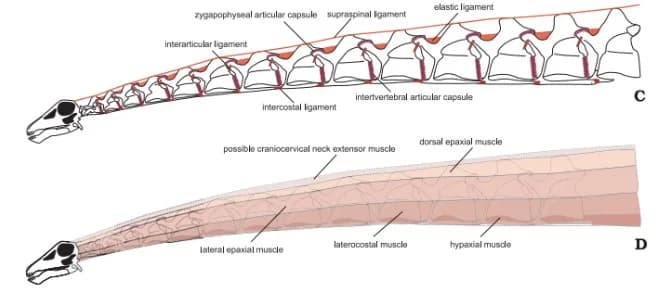 Possible Diplodocus Cervical Neck Reconstruction