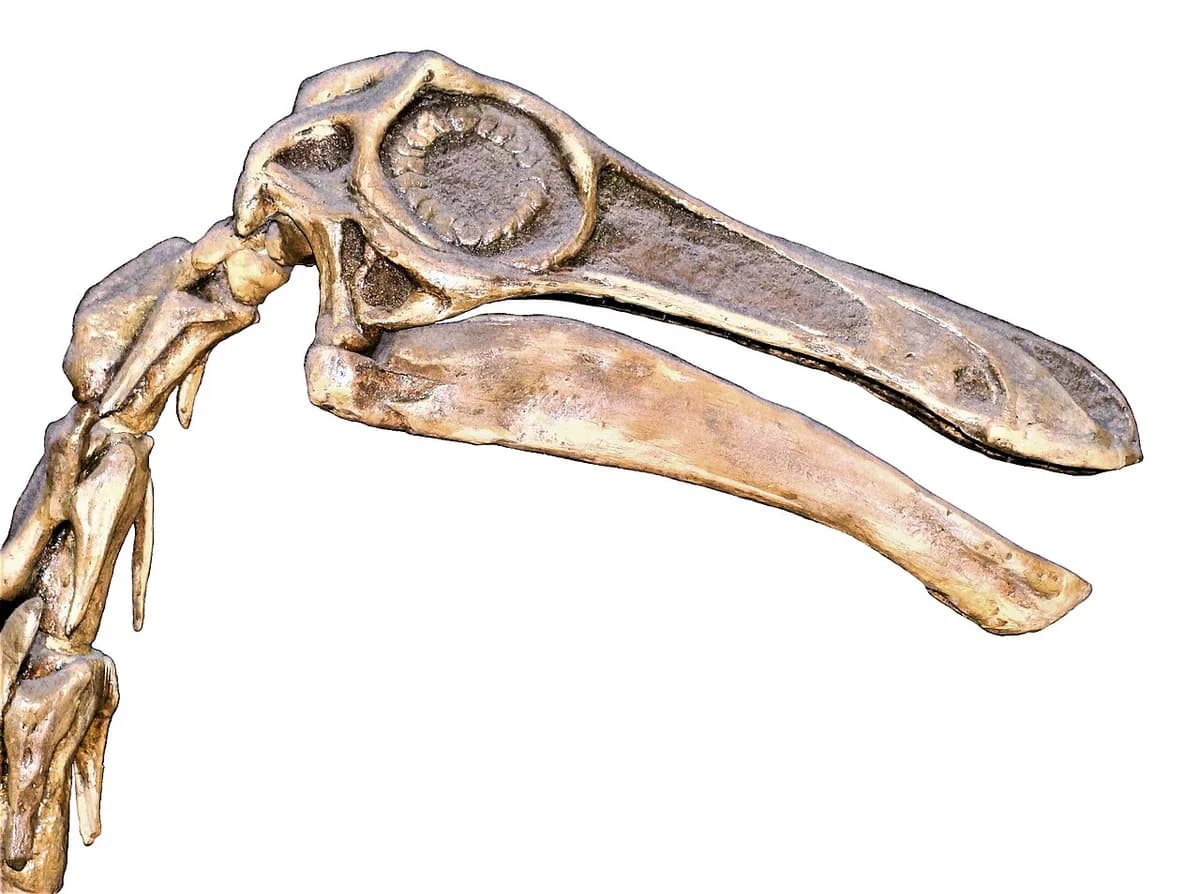 Gallimimus bullatus.002 - Natural History Museum of London (white background)
