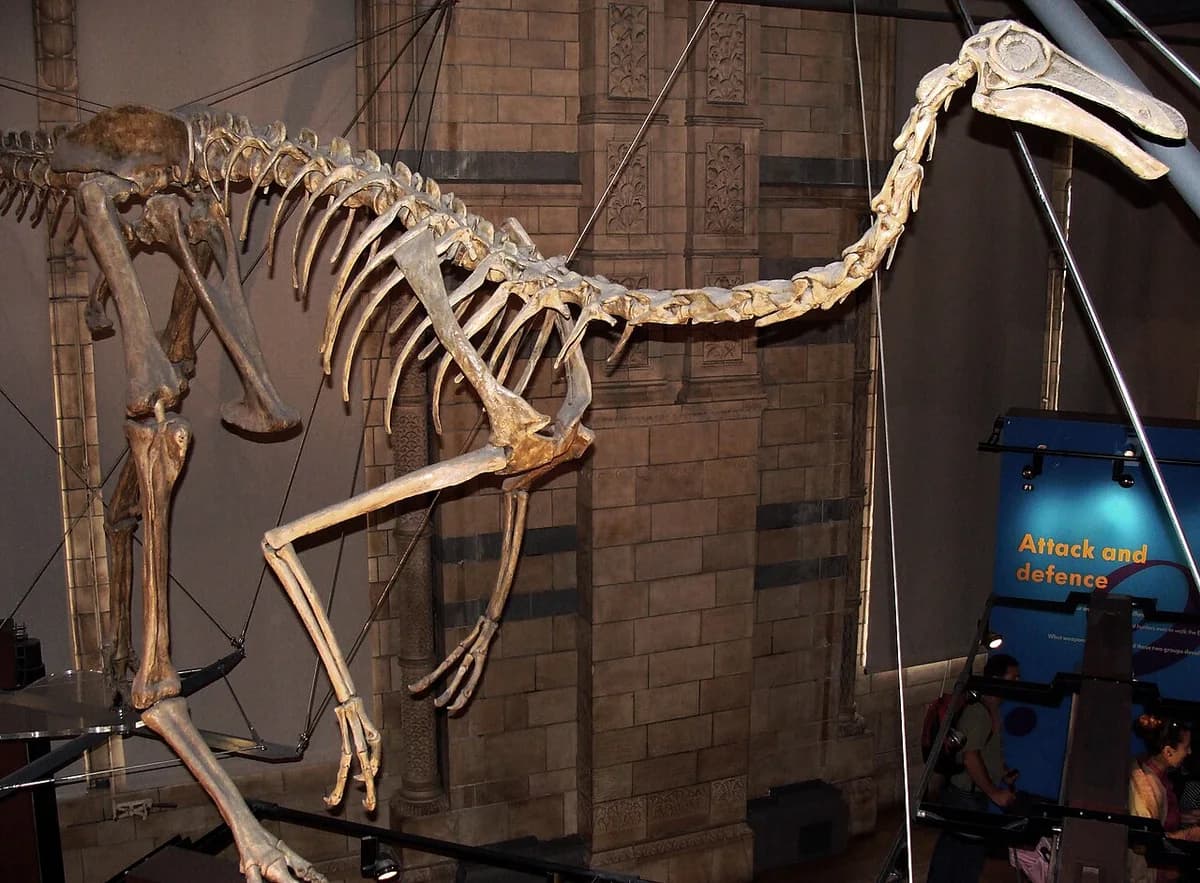 Gallimimus bullatus.001 - Natural History Museum of London