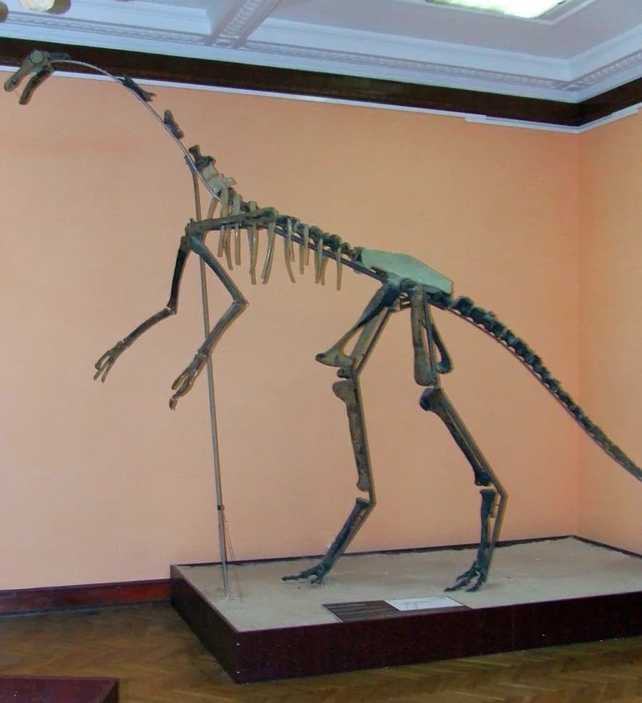 MEPAN Gallimimus bullatus skeleton copy
