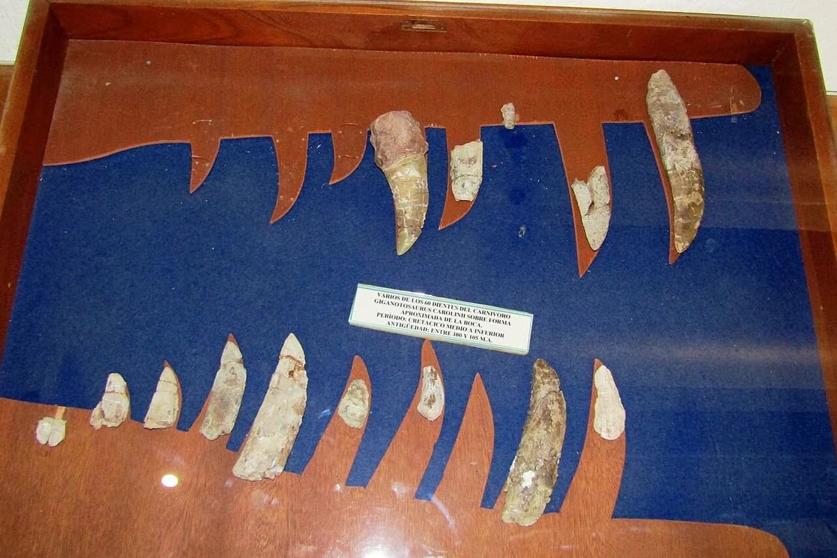 Dientes fósiles de Giganotosaurus en el museo de El Chocón