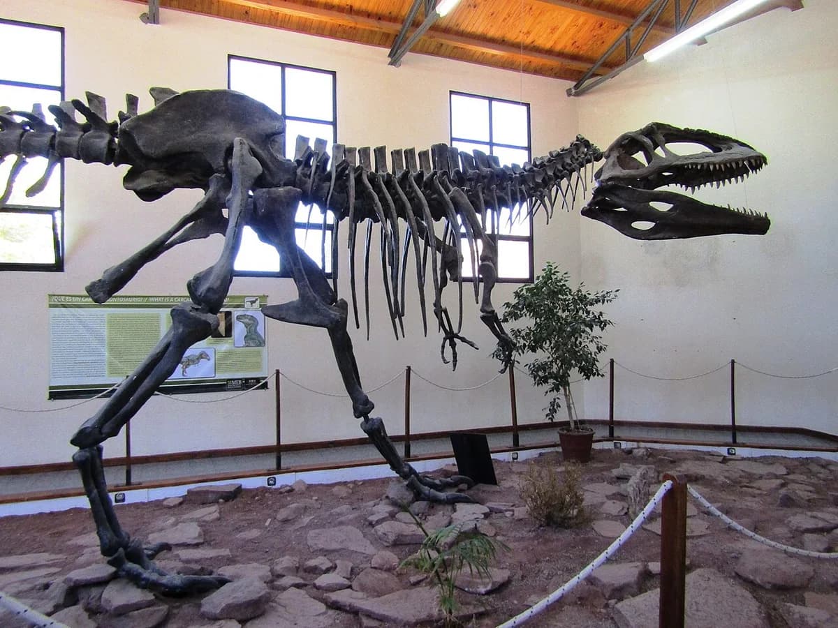 Reconstrucción del esqueleto de Giganotosaurus en el Museo Paleontólogico Ernesto Bachmann