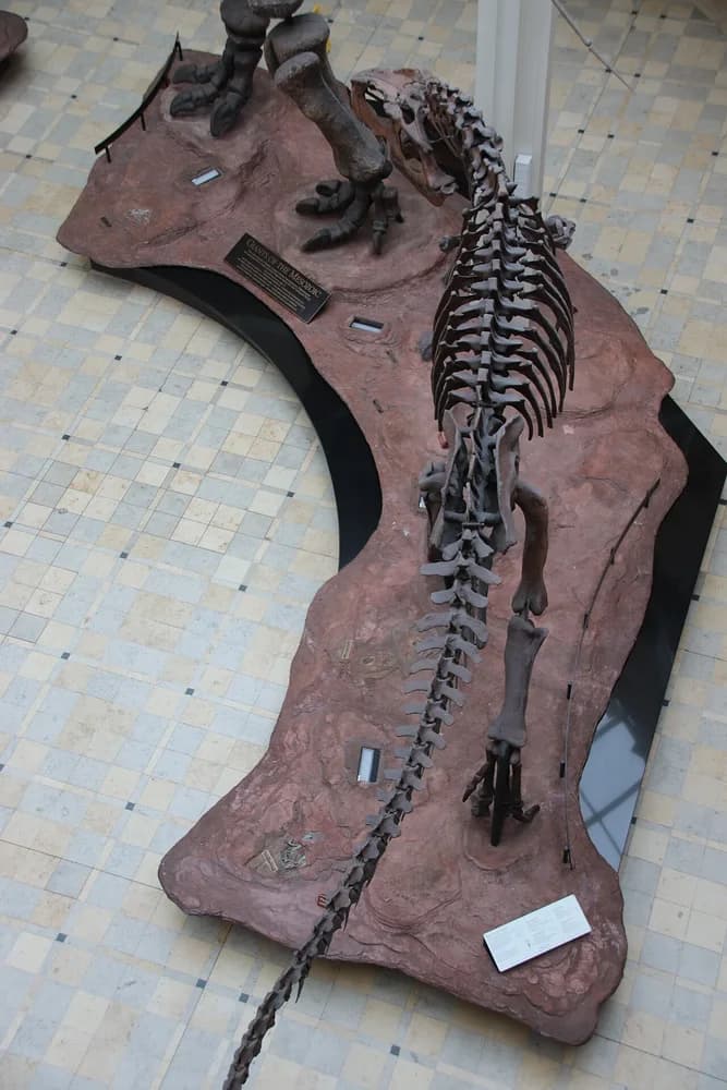 Fernbank Museum- Argentine Dinosaur Exhibit Giganotosaurus from above
