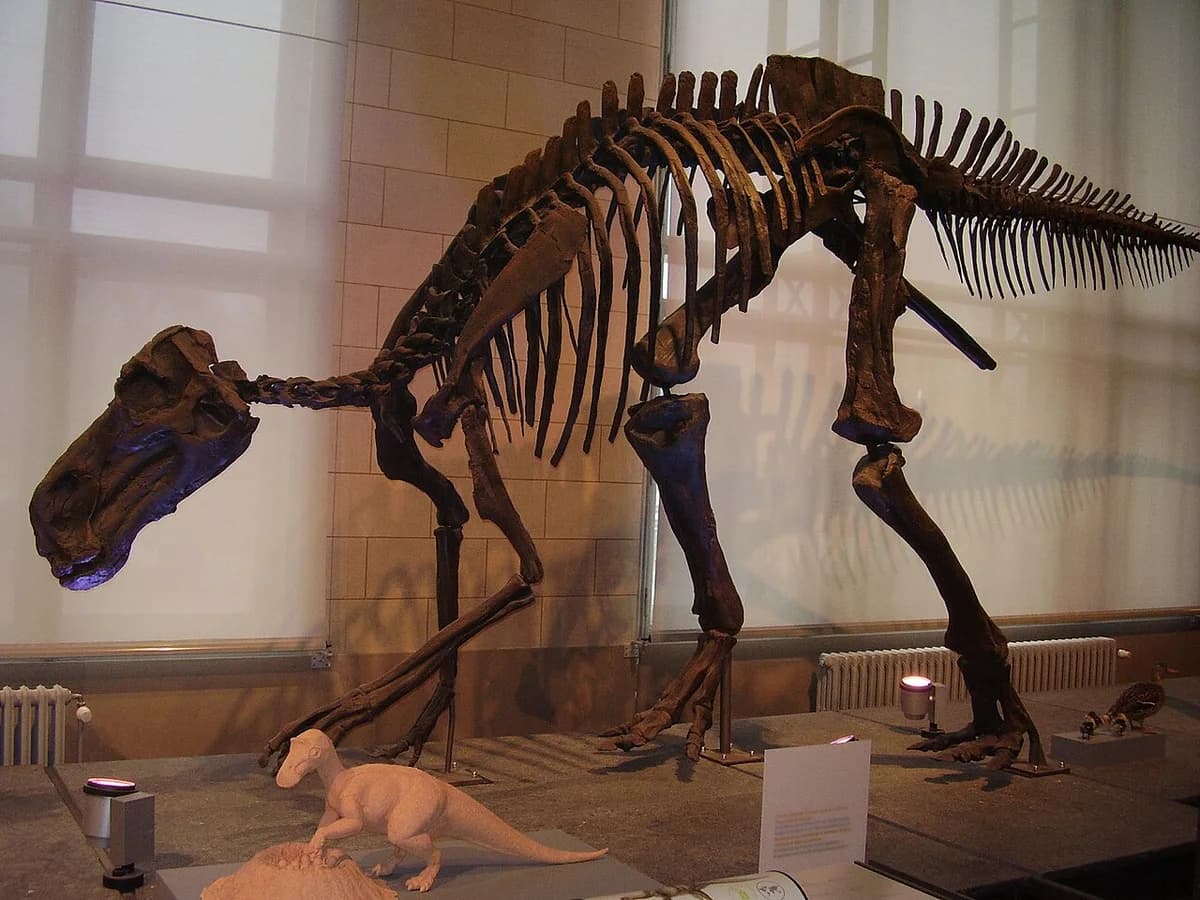 Maiasaura skeleton