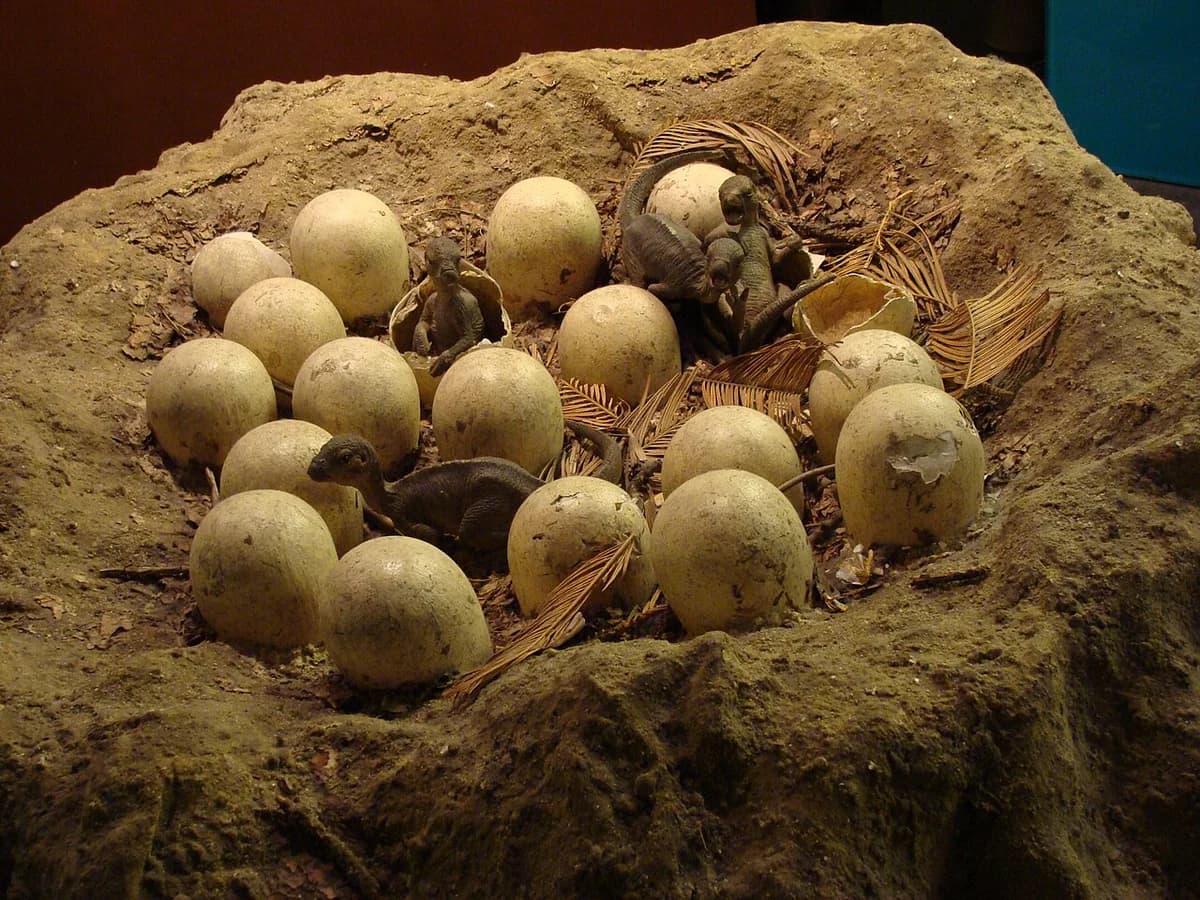 Maiasaura Nest Model.001 - Natural History Museum of London