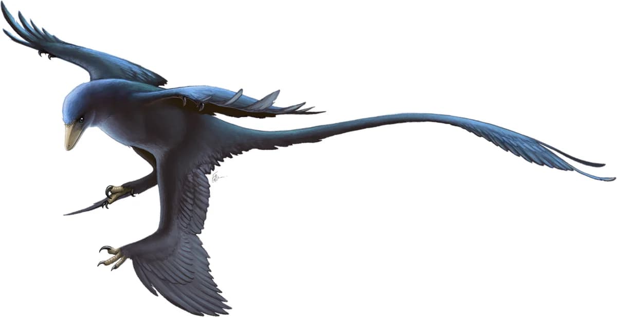 Microraptor Restoration (cropped)