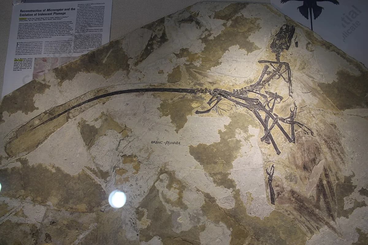 Microraptor-Beijing Museum of Natural History