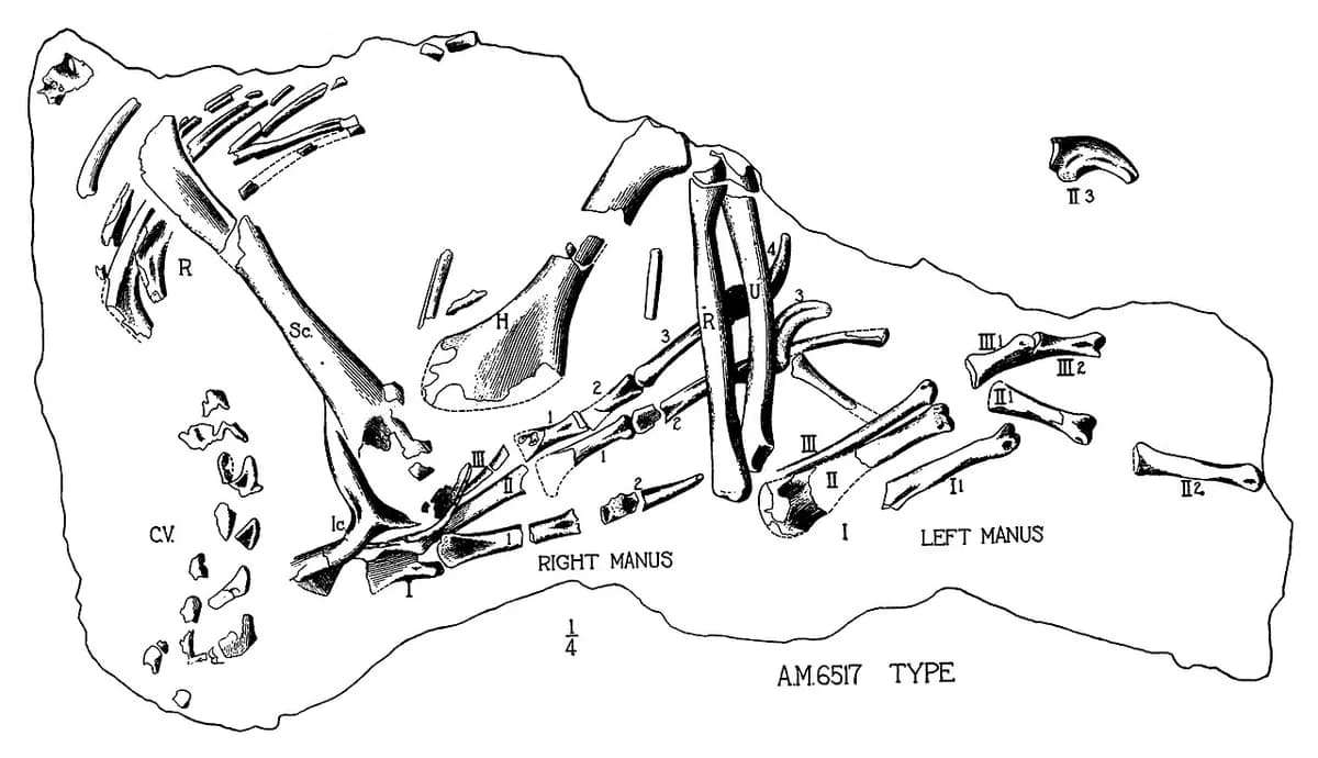 Oviraptor arms
