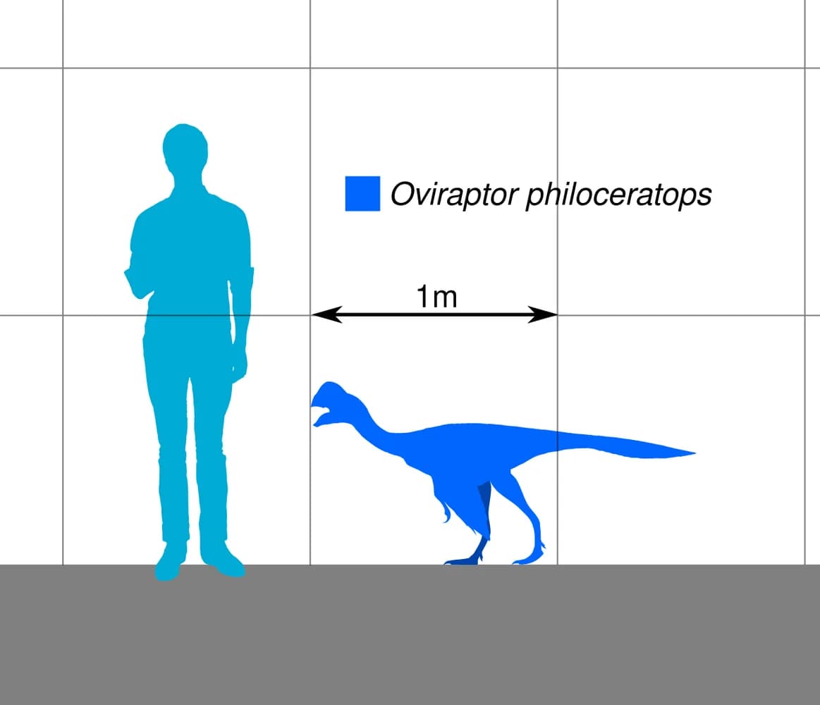 Oviraptor Scale