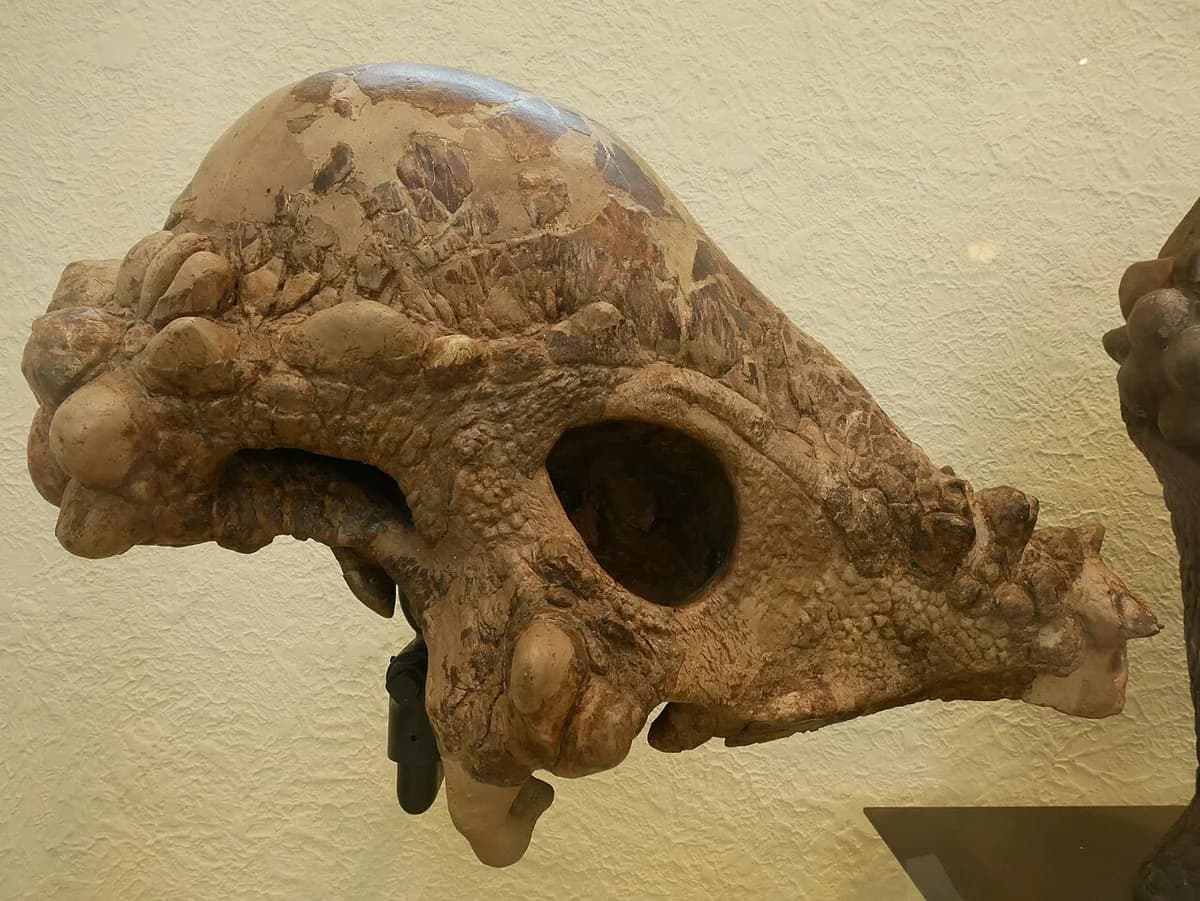 AMNH 1696 Pachycephalosaurus
