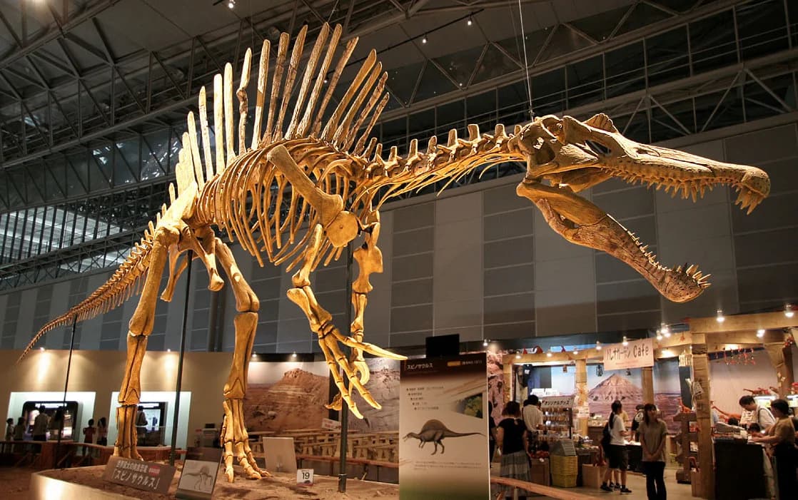 Spinosaurus skeleton