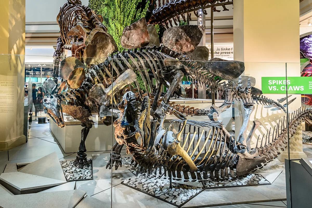 Stegosaurus and Ceratosaurus in Smithsonian National Museum
