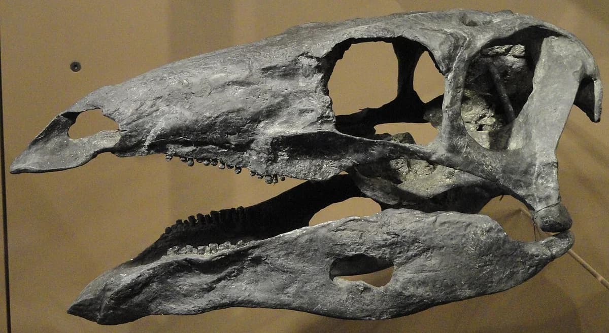 Stegosaurus stenops skull cast - Natural History Museum of Utah - DSC07228