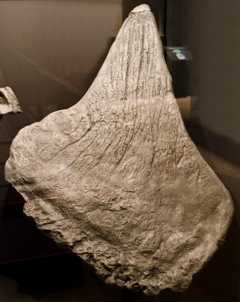 Stegosaurus dorsal plate - Museum of the Rockies - 2013-07-08