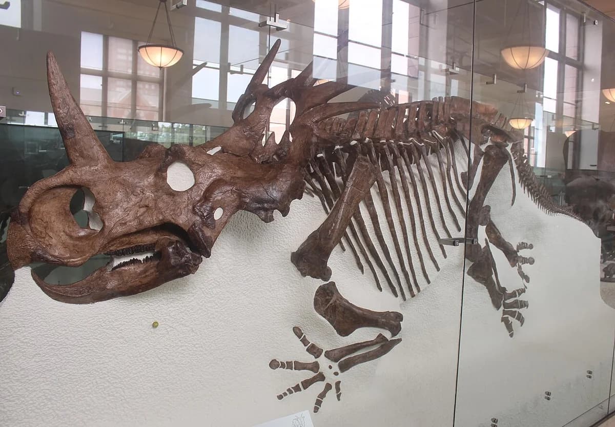 Styracosaurus "parksi" AMNH