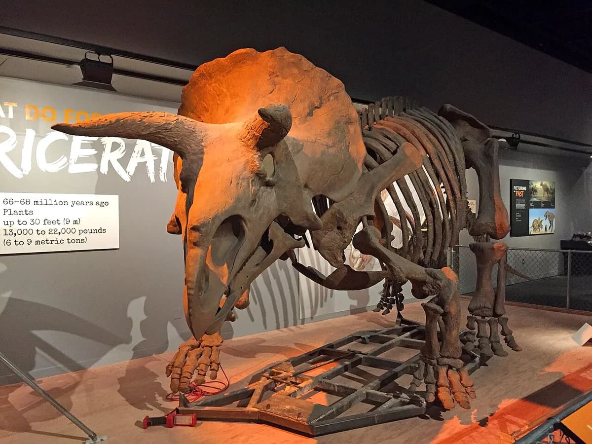 Smithsonian Museum of Natural History Triceratops