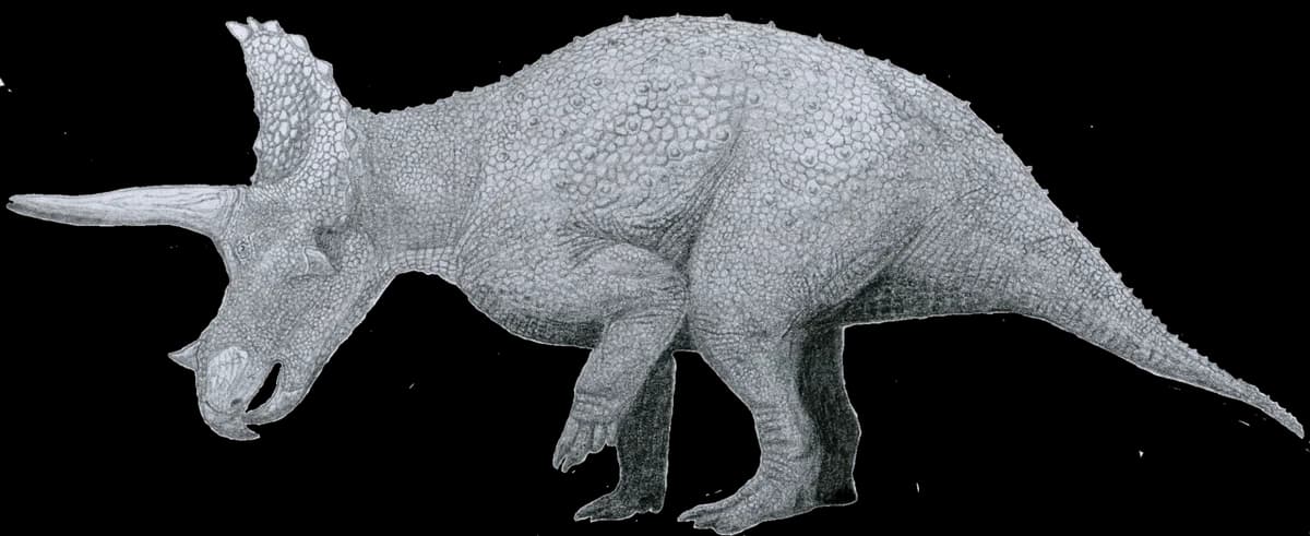 Triceratops by Tom Patker