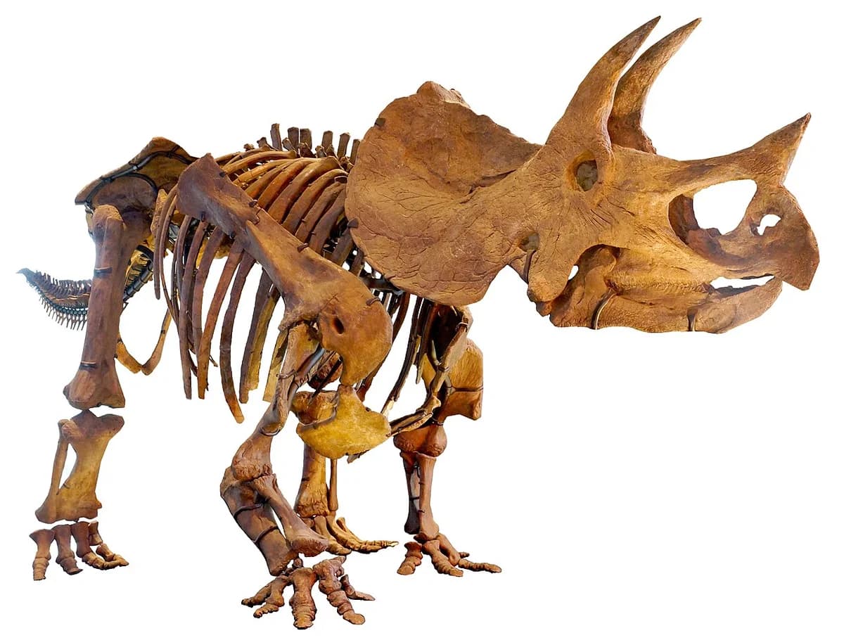 LA-Triceratops mount-2