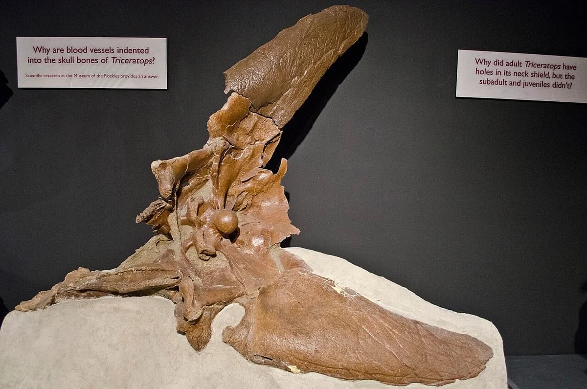 Back and below of Triceratops skull - Fergus County Montana - Museum of the Rockies - 2013-07-08
