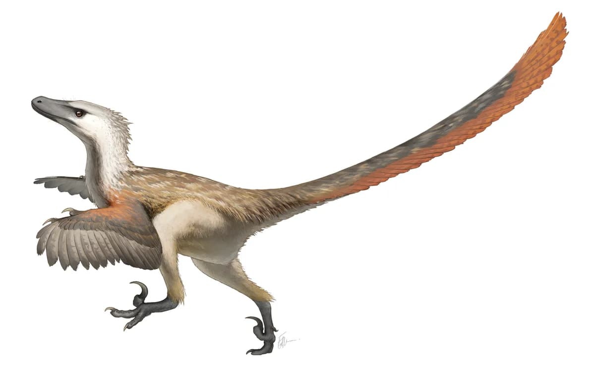 Velociraptor Restoration