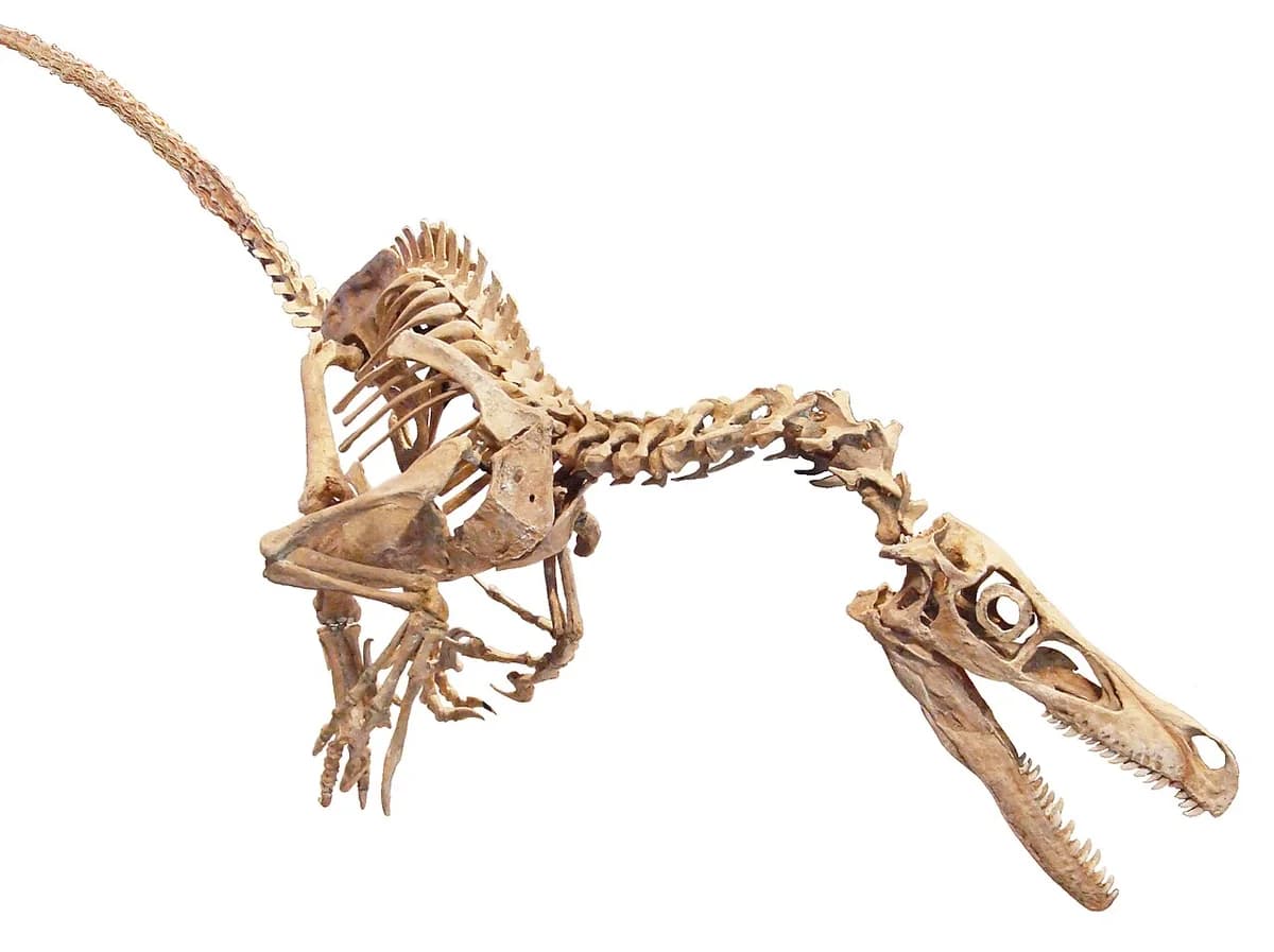 Velociraptor skeleton white background