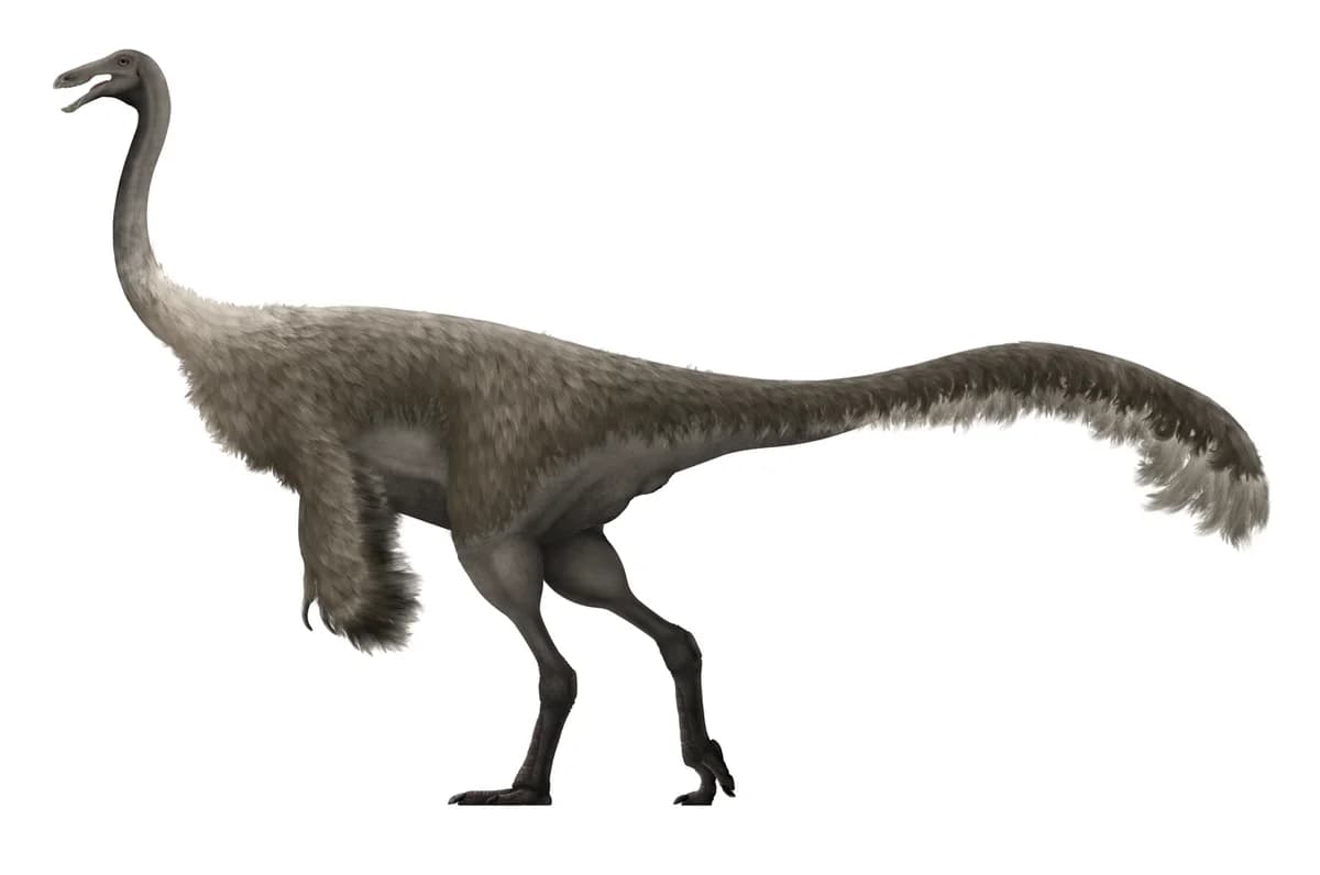 Gallimimus Restoration