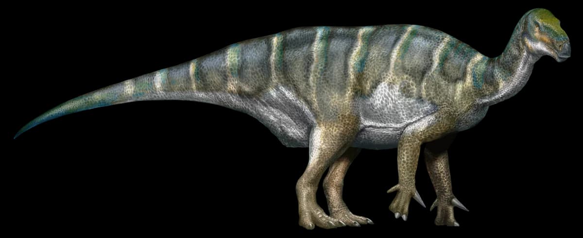 Iguanodon bernissartensis (Davide Bonadonna, cropped)