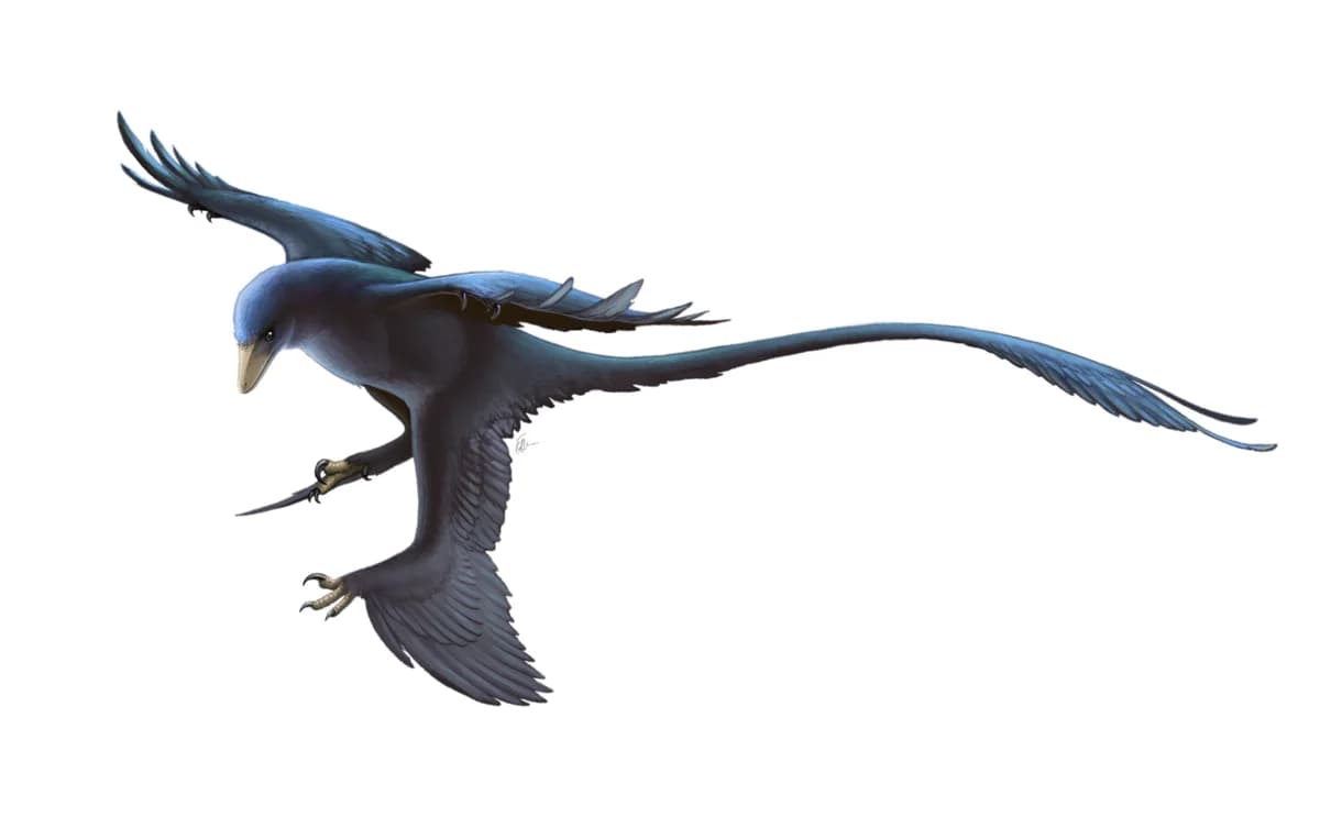 Microraptor Restoration