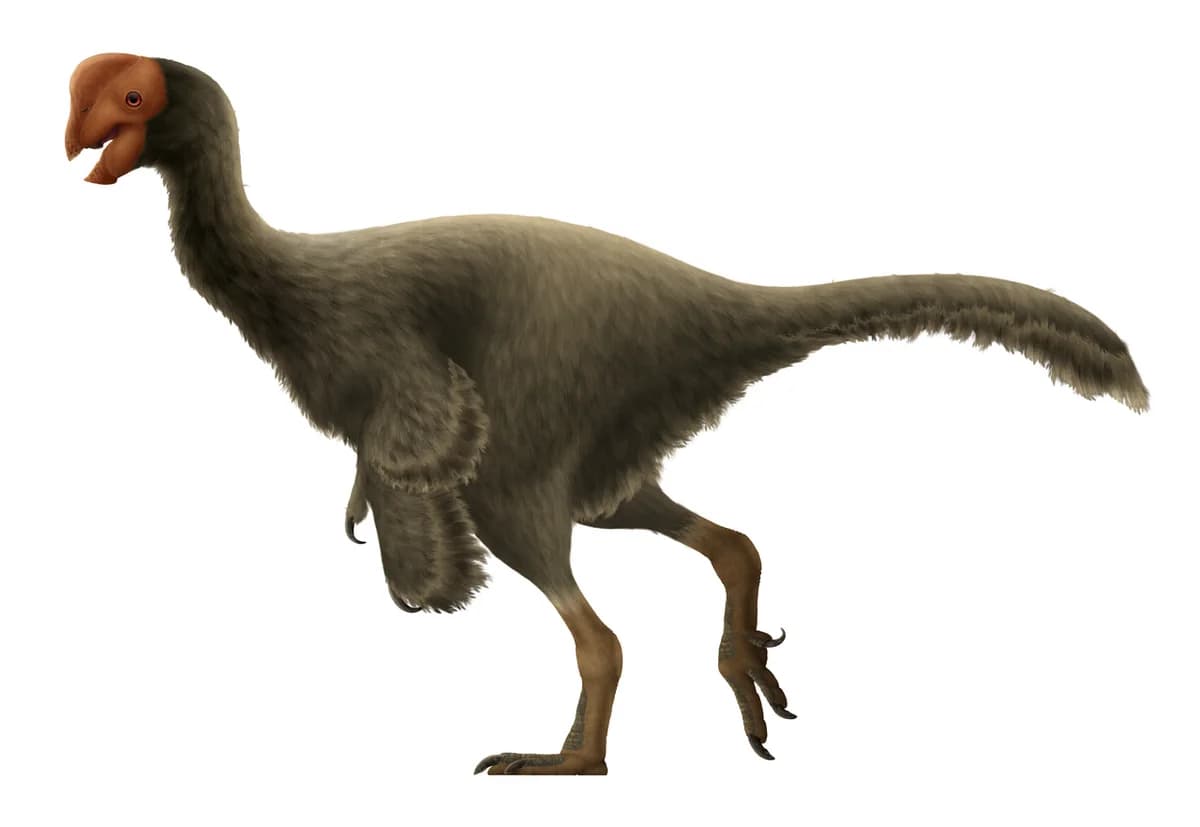 Oviraptor Restoration