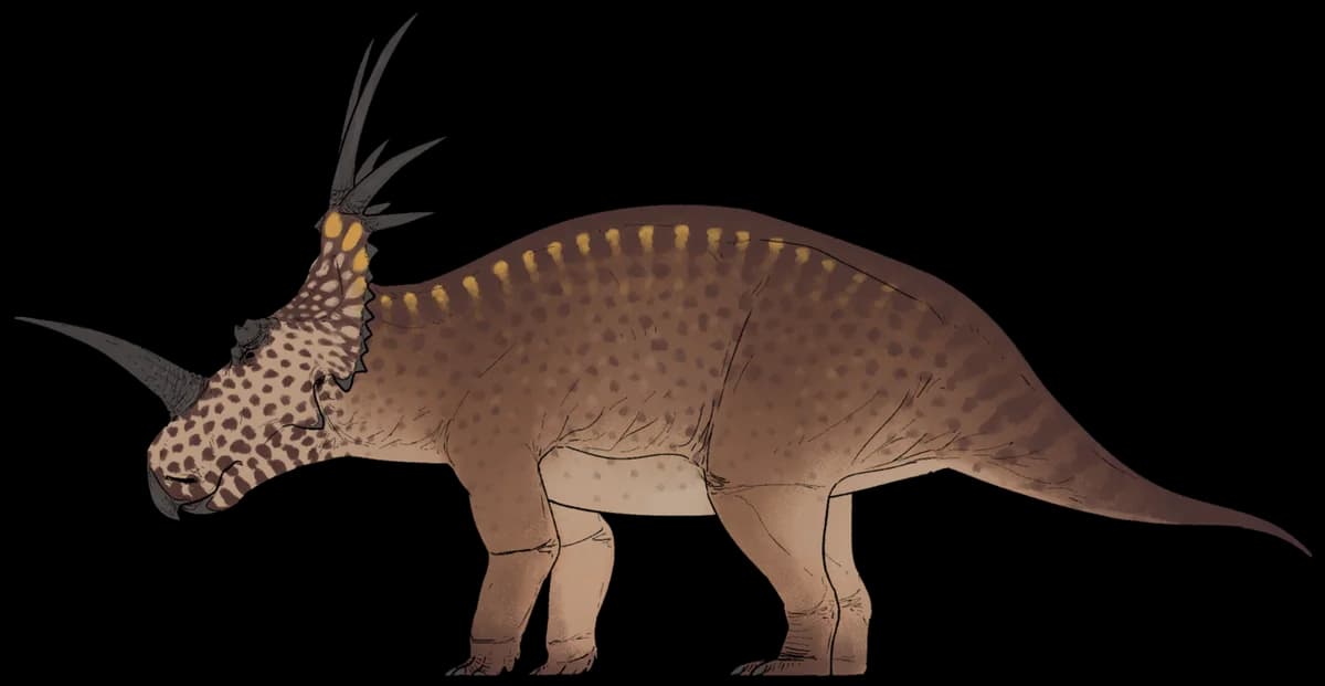 Styracosaurus albertensis